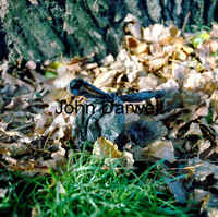 By tree stump