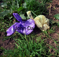 Purple and yellow bags