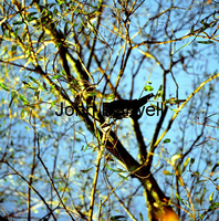 DP bag in tree